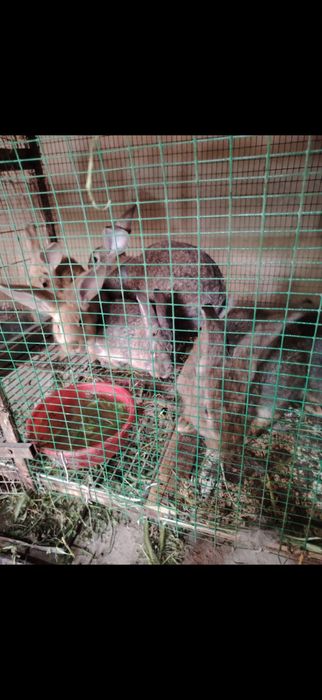 Продаются кролики . Возраст от 2 до 3 месяцев . Порода « фландер»!