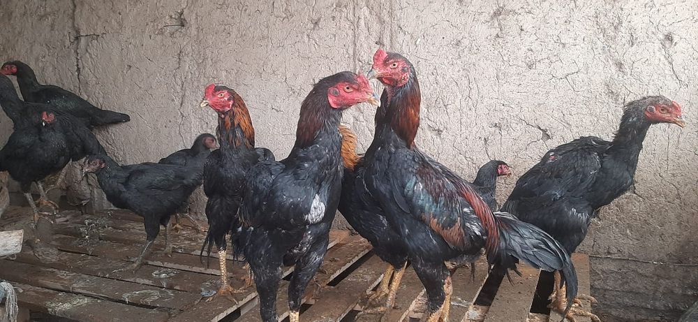 Дакан бойцовский есть