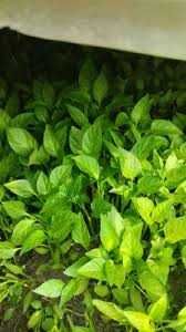 Sifatli achiq qalampir kuchatlati