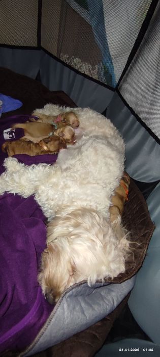 Бронь на щенков мальтипу