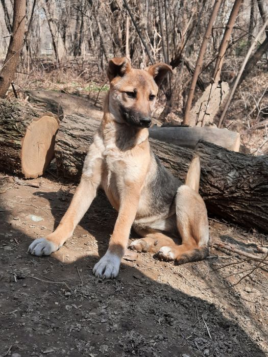 Отдаём щенка, бесплатно