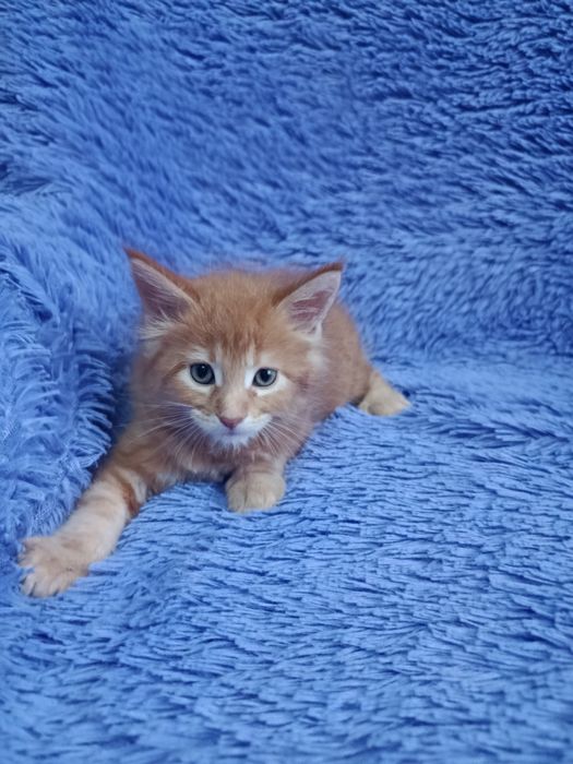 Мейн-куна котята