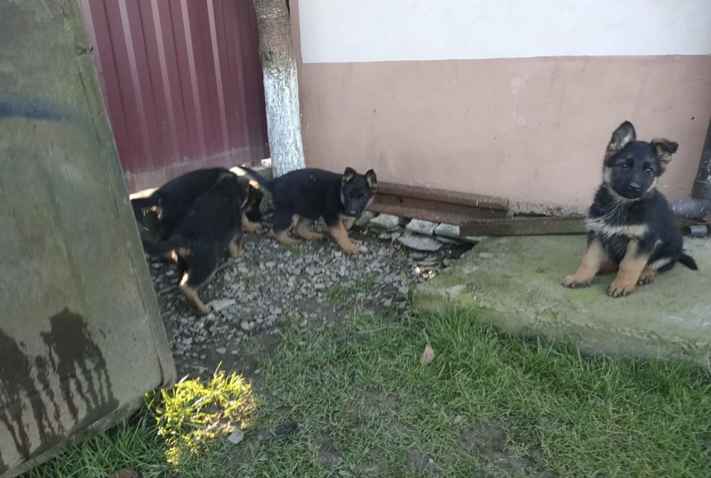 Щенок Немецкой Овчарки