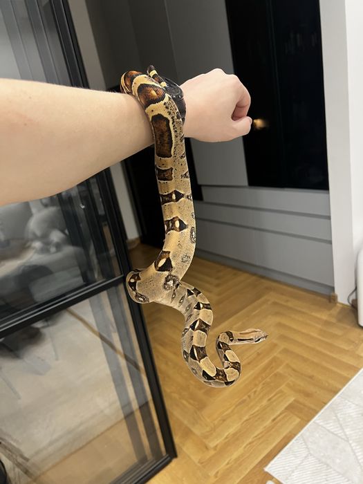 Императорский удав, нормал, самка, большая