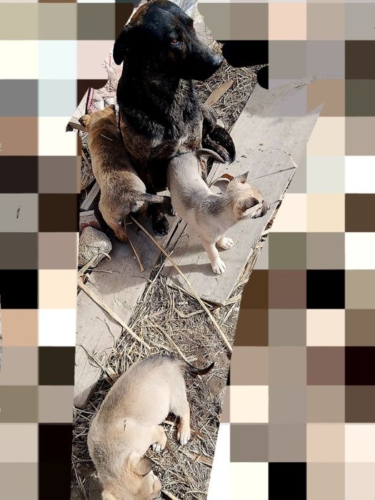 Щенята в добрые руки