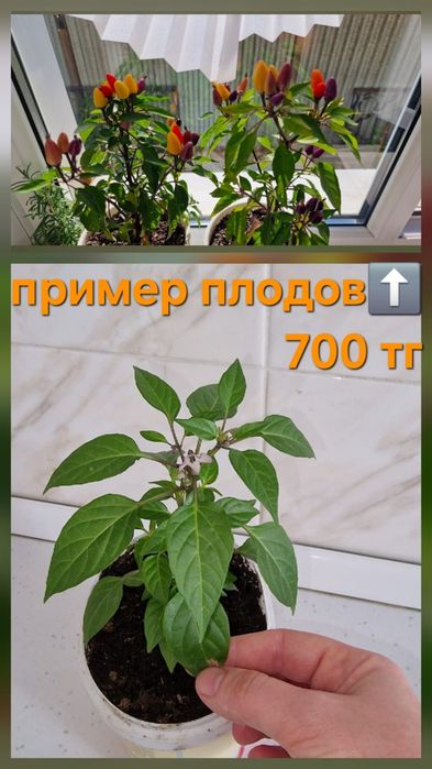 Продам домашние цветы от 800