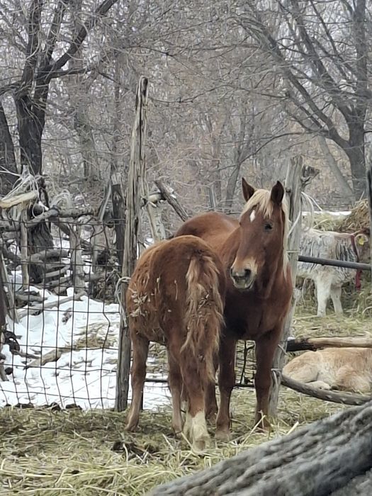 Продам  кобылу жеребую с кобылешкой