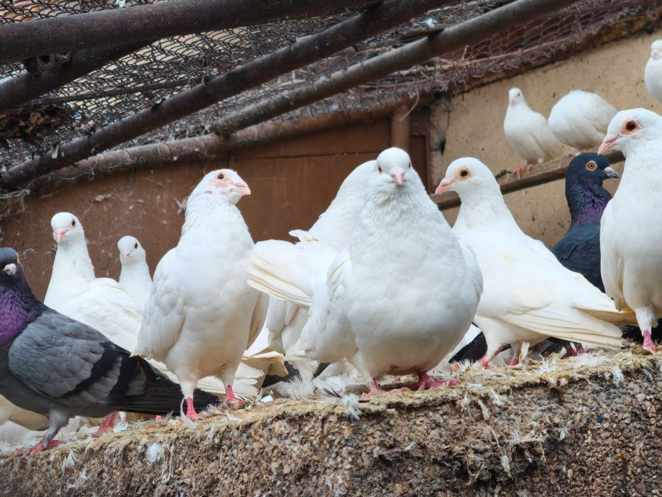 Продавам качествени и здрави домашно отгледани птици