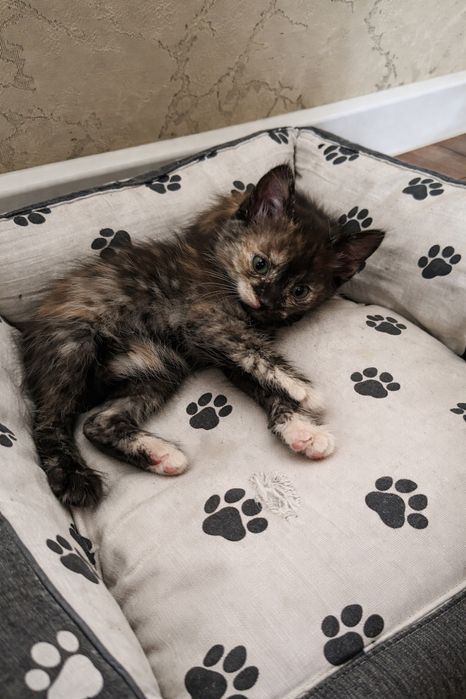 Отдам котенка. 2 месяца. Девочку