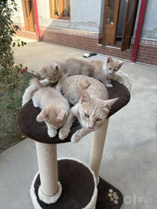 Котёнок.