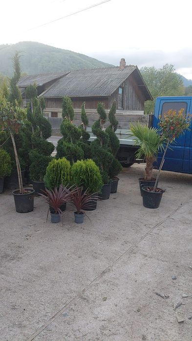 Leylandii chiparoși
