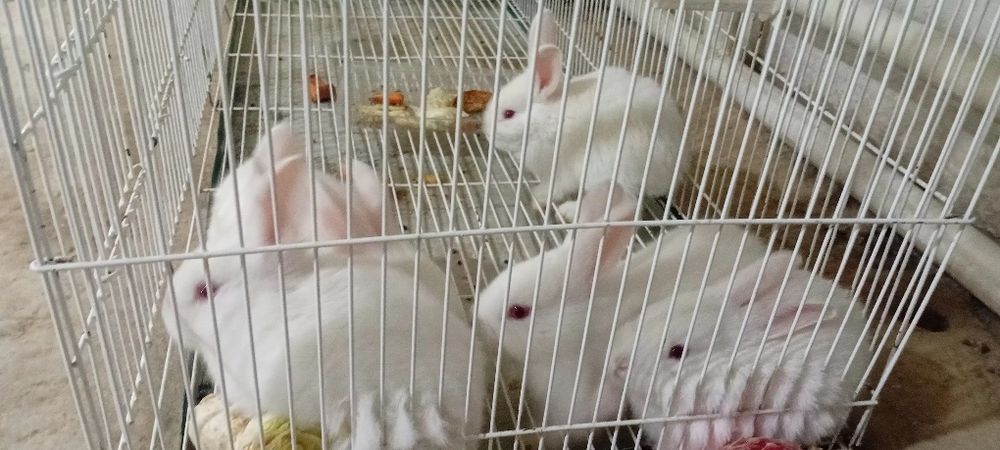 Quyon. Quyon bollari blan