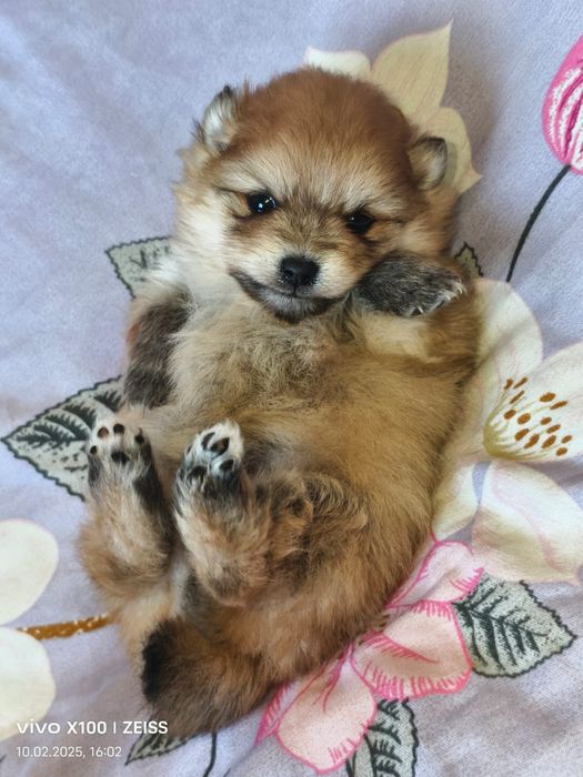 Очаровательные щенки шпица.