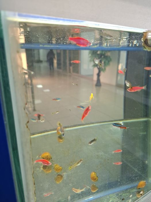 Аквариумные рыбки