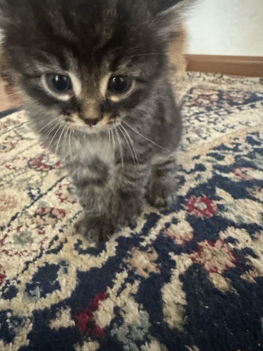 Отдам котят в добрые руки