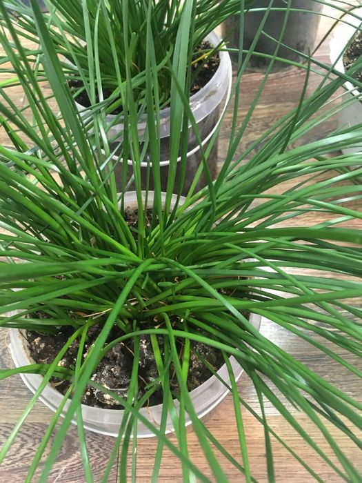 Продам комнатные цветы