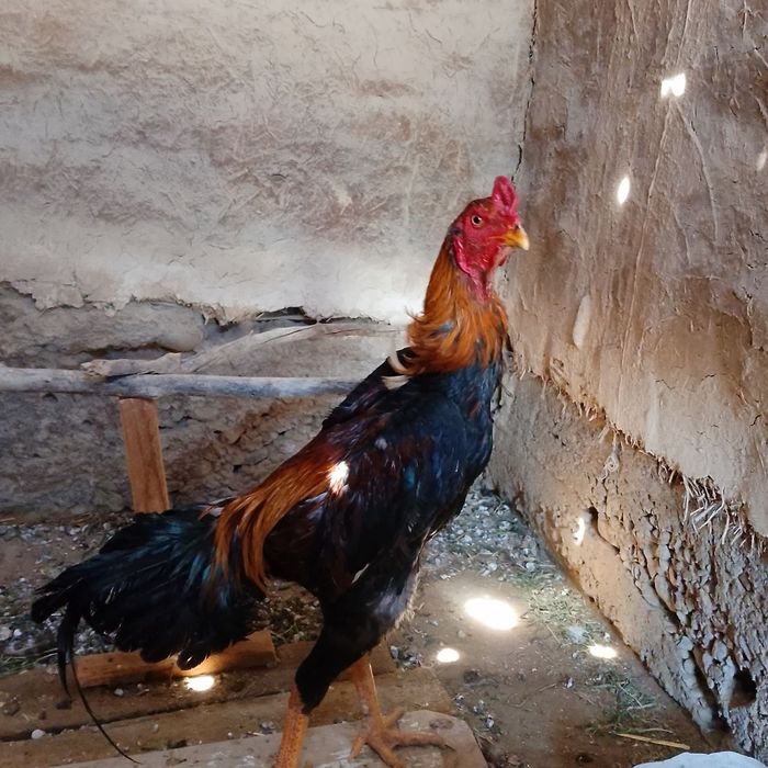 Dakan xoʻroz sotiladi