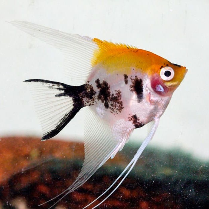 Продам аквариумных рыбок