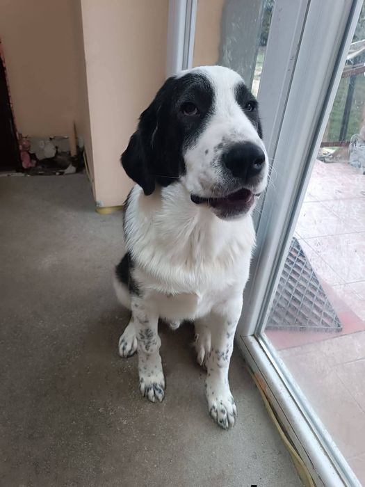 Căței metiși ciobănesc, 8 luni,pentru adopție
