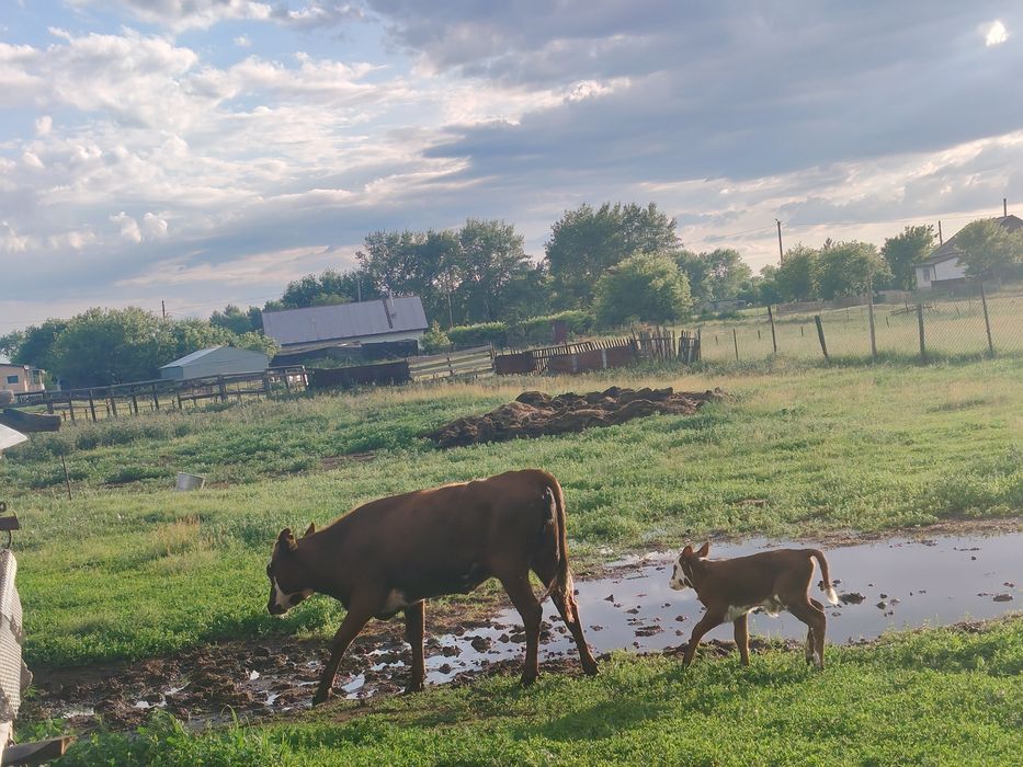Продам КРС КРС КРС продам