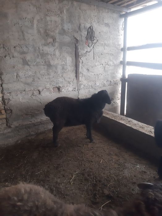 Qo'chqorlar sotiladi