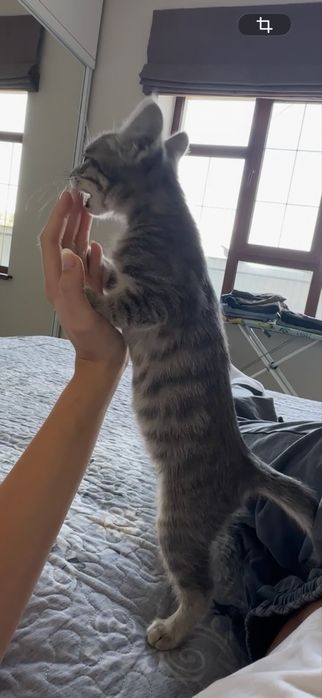 Отдам котенка, в хорошие руки.