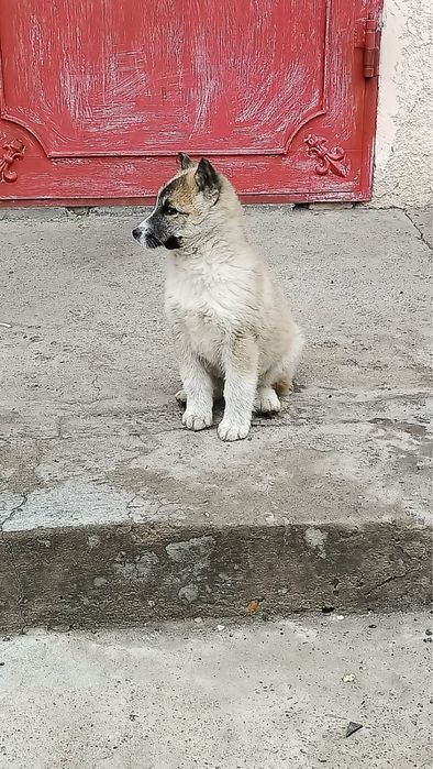 Лайка 4 месяца