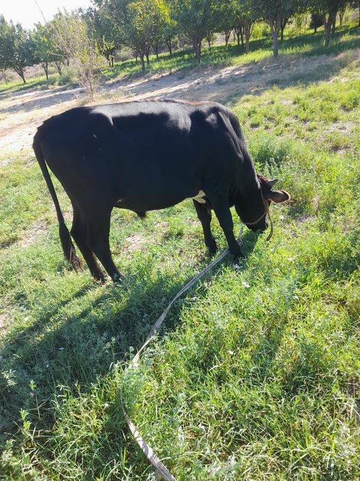 Xukizlar sotiladi soni 10 dona