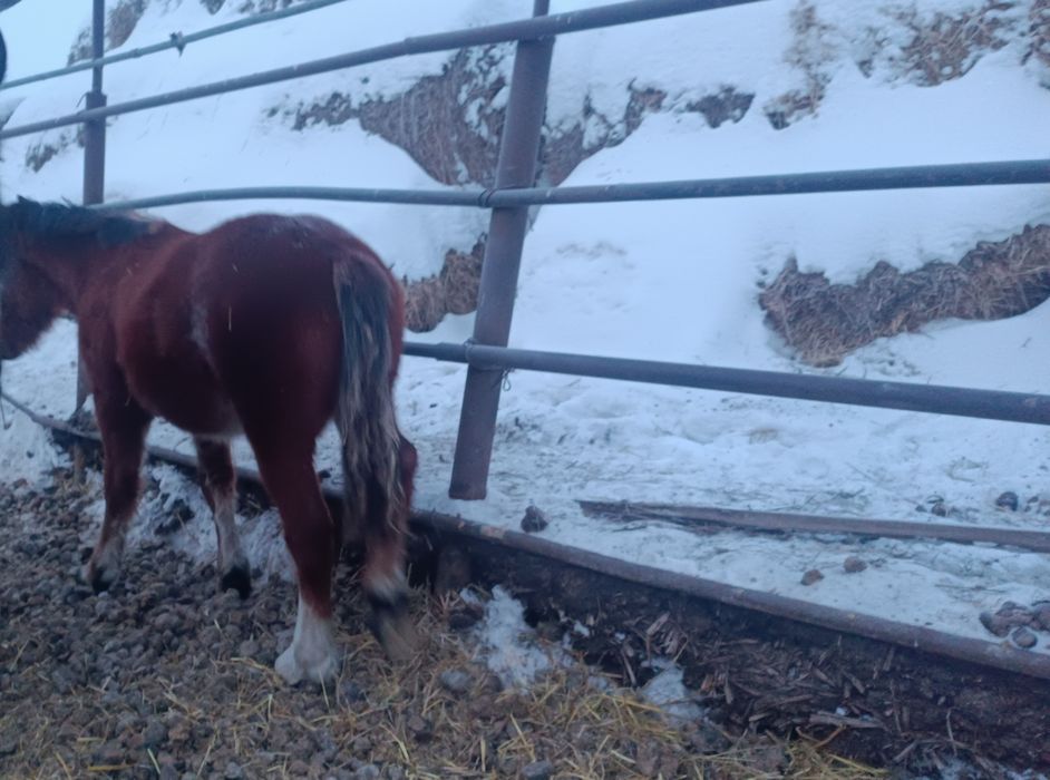 Продам жеребенка