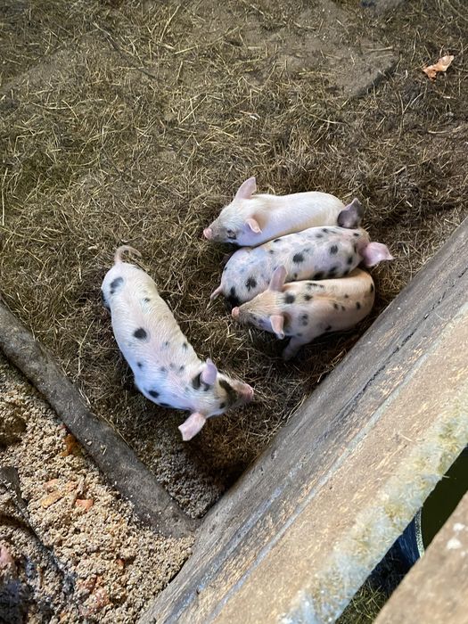 Продам поросят