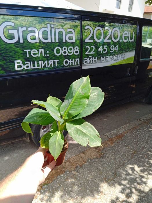 Банан   - Разсад