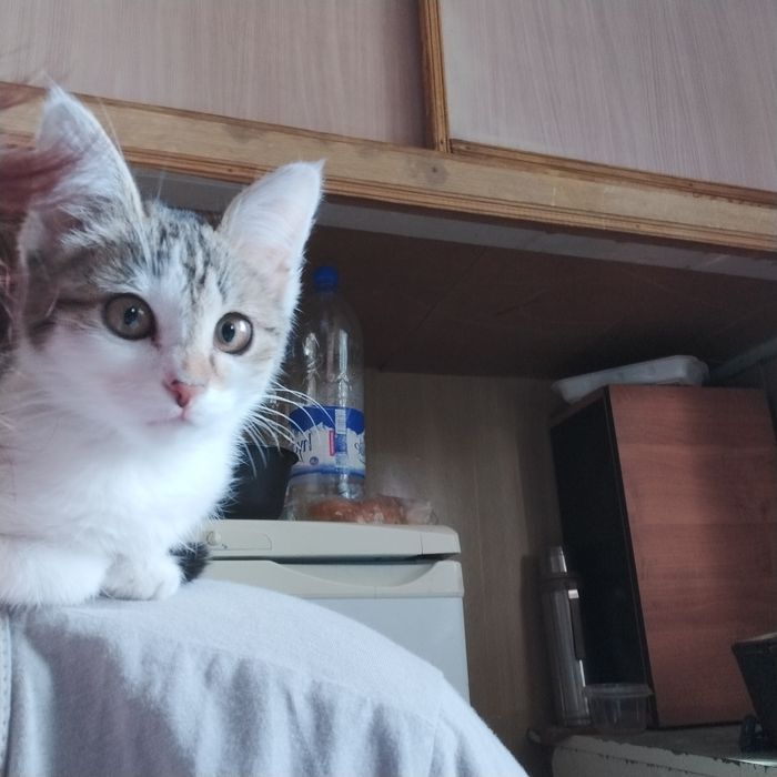 Котёнок девочка ласковая