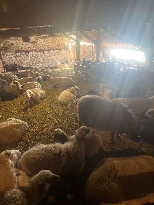Агнета за продан село Дюлево общ.Средец