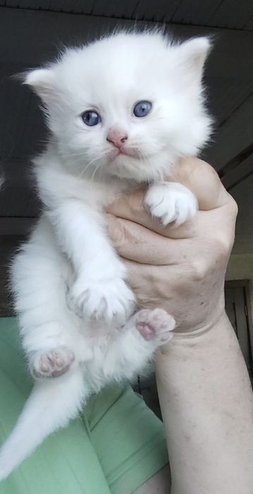 Băiețel  Angora turcească  rasă pură disponibil