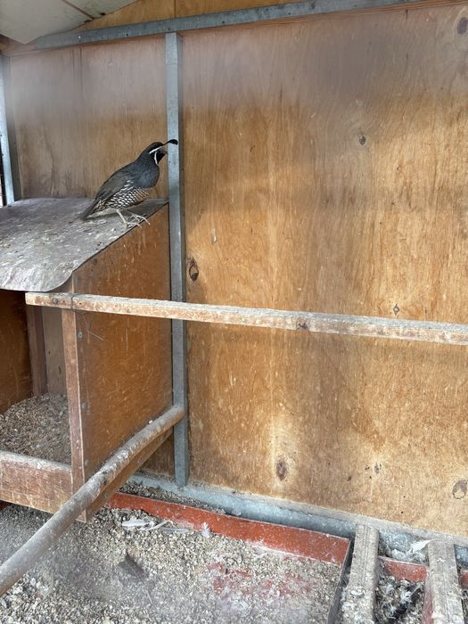 Калифорнийский Бедана