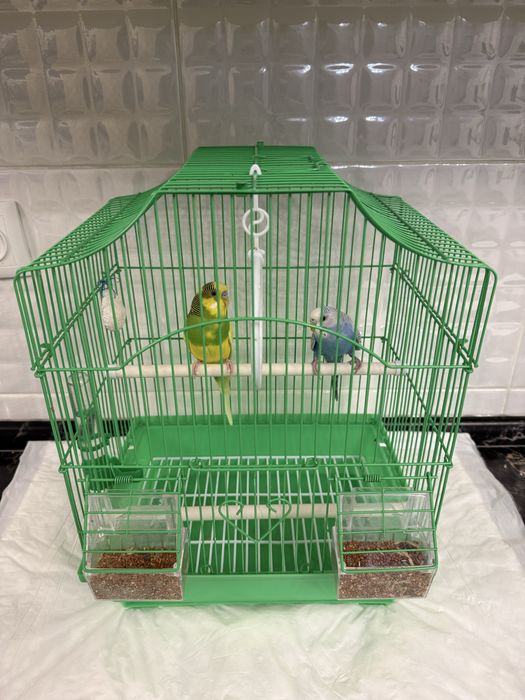 Продам волнистых попугаев