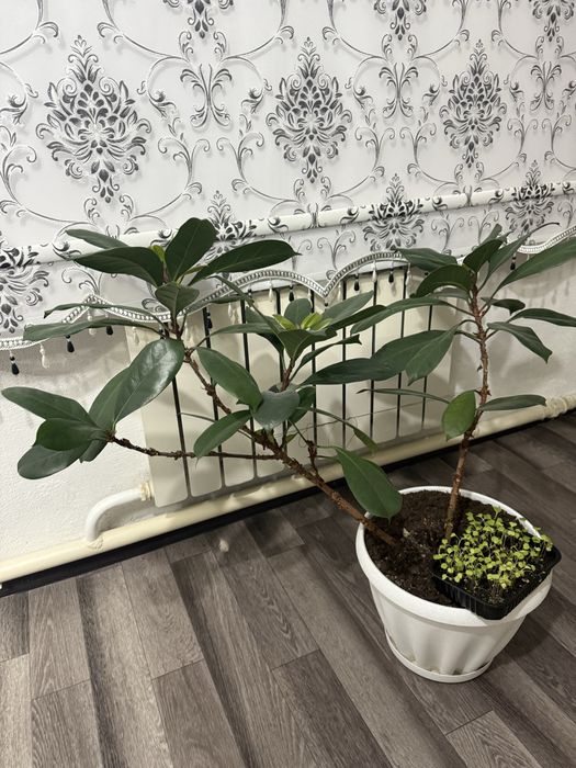 Цветы комнатные фикус,пальма