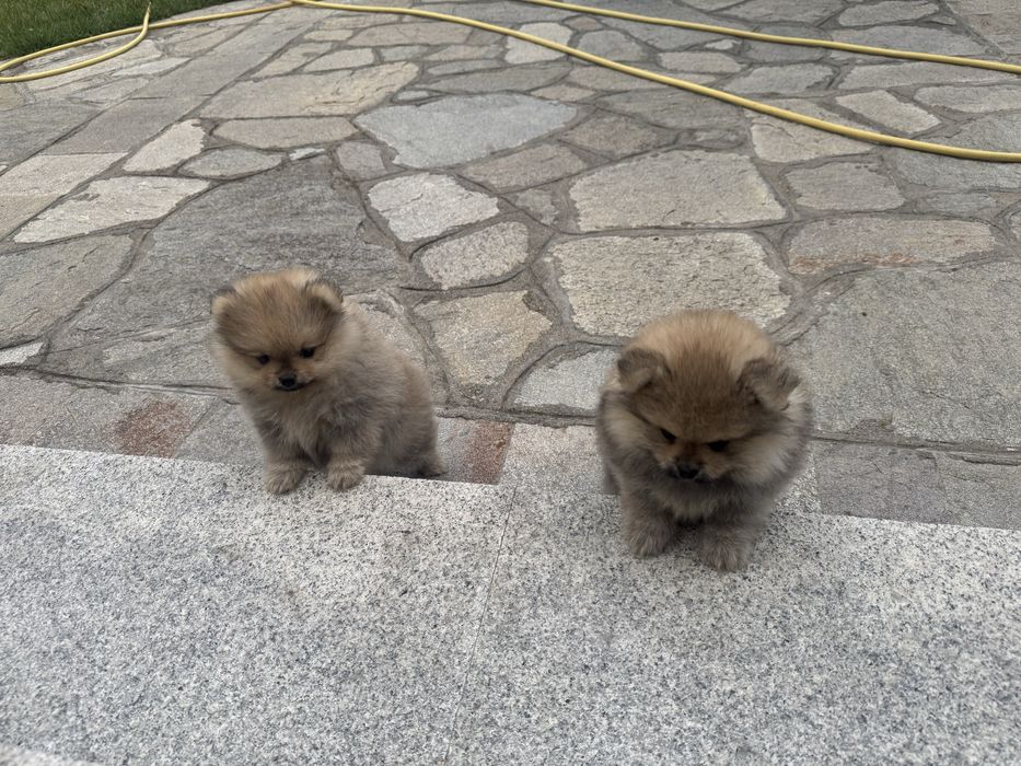 Померан, 2 женски, 1 мъжко