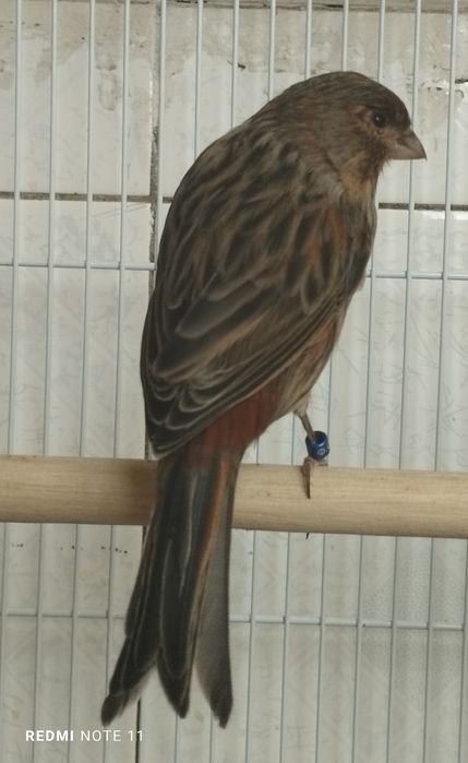 Канарейка   6. 7. Ойлила. Сотилади. Красная дерева