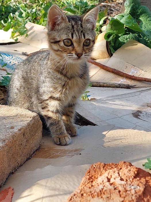 Котенок 3 месяца девочка