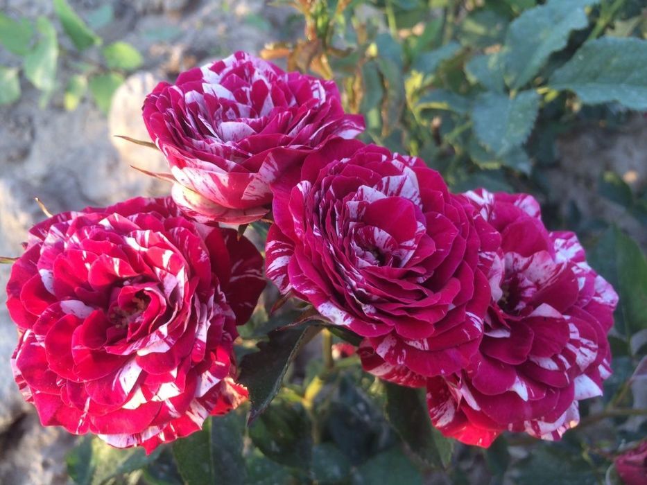 Саженцы роз 1000