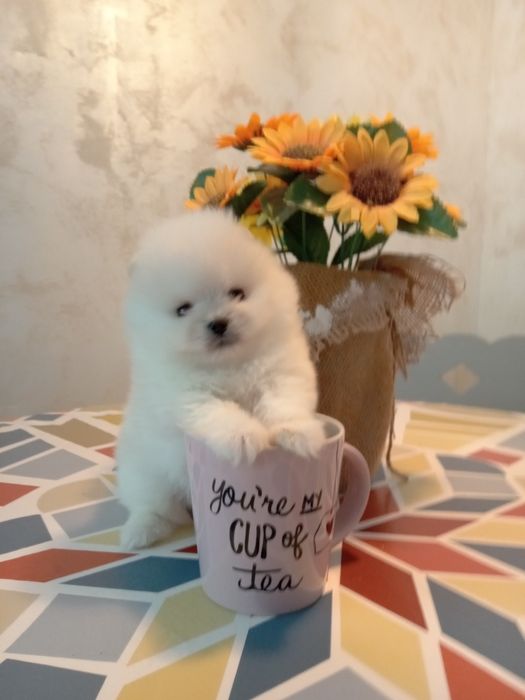 Pomeranian modelul ursulet, Din parinti talie  mini. Pe