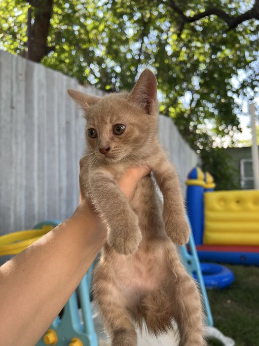 Отдам котенка в добрые руки