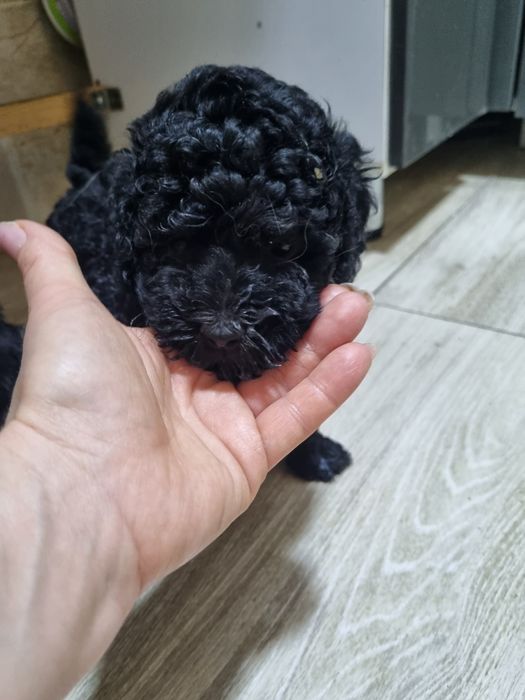 Пудельки. Игровые девчонки.