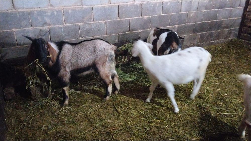 3 ешкы 1 текесымен