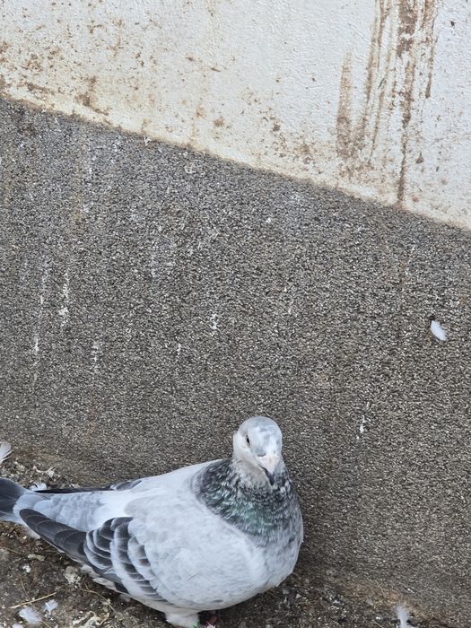 Turturele rozatoare si voiajori standard de vanzare