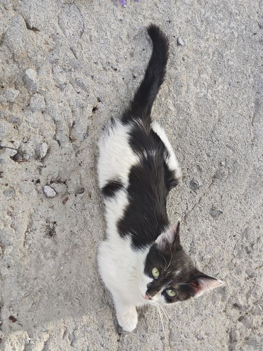 Котенок зеленоглазый мальчик