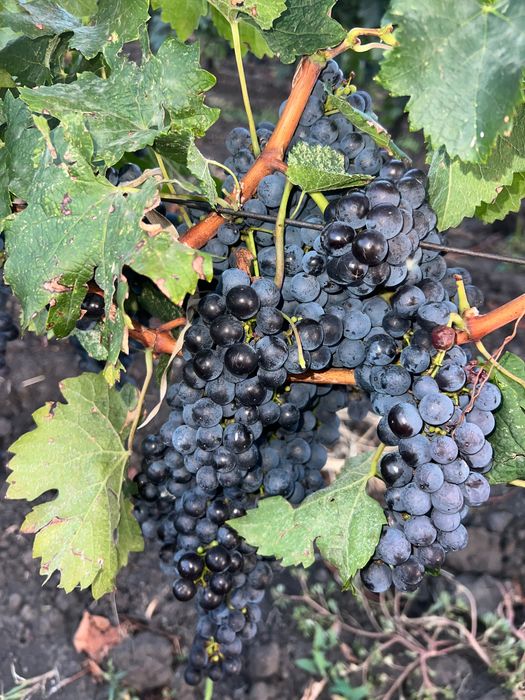 Struguri de vin