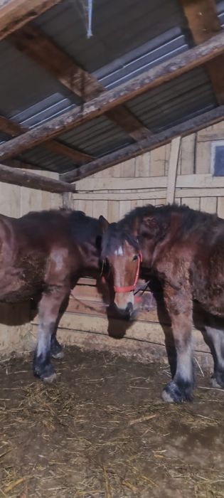 Vând un mânz  si o mânză  in varstra de 10 luni