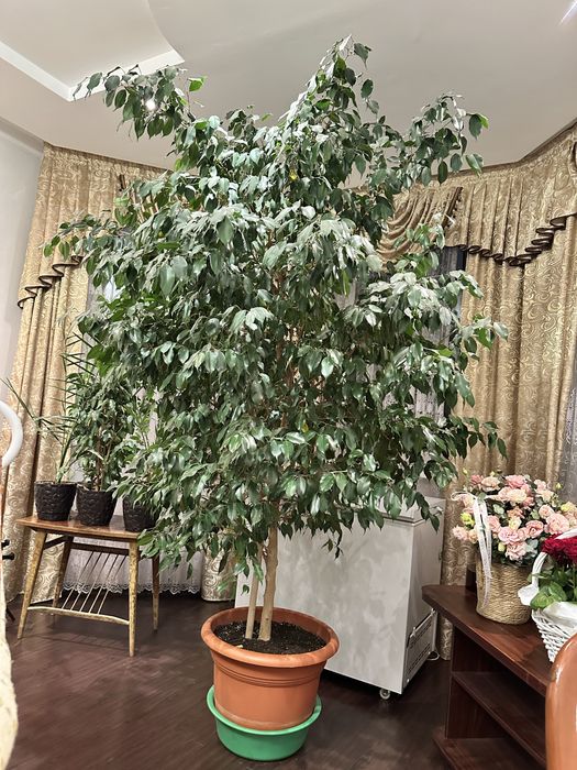 Фикус Бенджамин